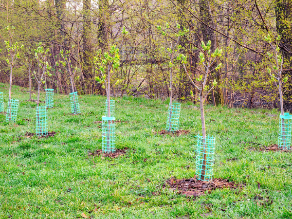 planting trees service, planters near me